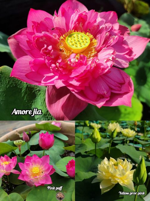 Amore jia, Pink Puff, Yellow pror pink lotus tuber combo(3 lotus)