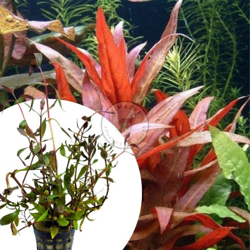 Alternanthera Reineckii (large pot)