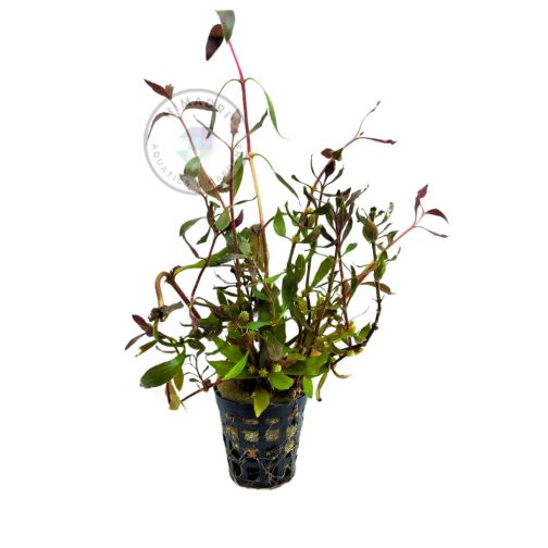 Alternanthera Reineckii (large pot)