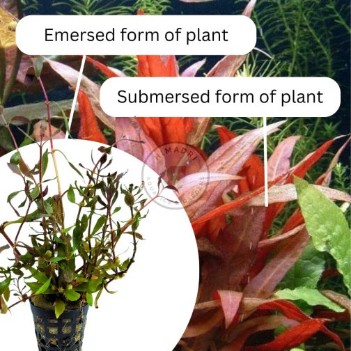 Alternanthera Reineckii (large pot)