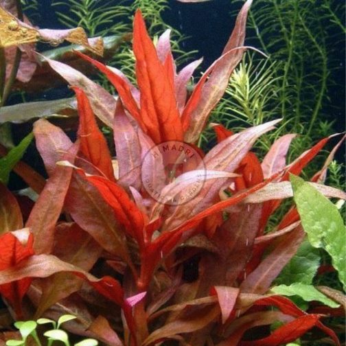 Alternanthera Reineckii (large pot)
