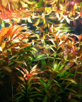 Ludwigia repens (large pot)