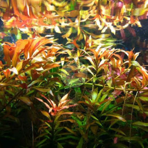 Ludwigia repens (large pot)