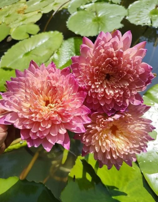 Hassabadaian tropical waterlily flower plant