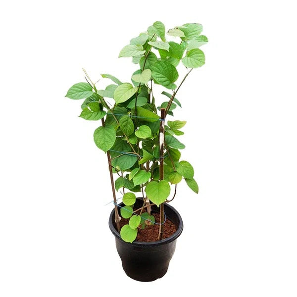 Manimulla, Zinfandel, White Lilac - LARGE