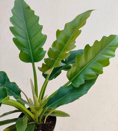 Philodendron Narrow escape
