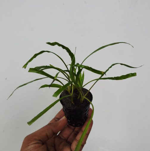Cryptocoryne Balansae Red (large plant pot)