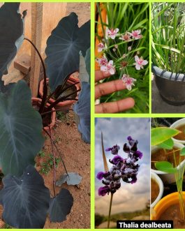 Colocasia black magic, Thalia deal belta, Boutumus umbellatus combo ( 3 plants)