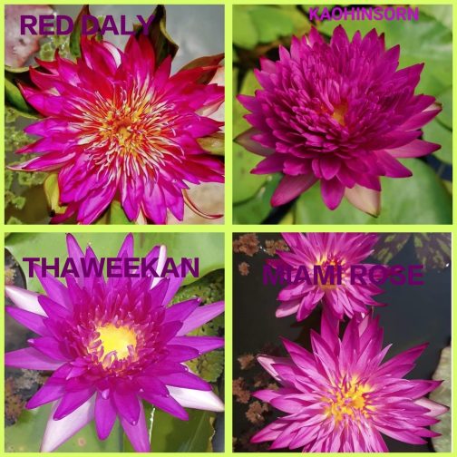 Tropical waterlily flower plant combo ( 4 plants)