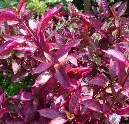 Alternanthera Red Hots/Alternanthera dentata Brazilian Red Hots (single plant)
