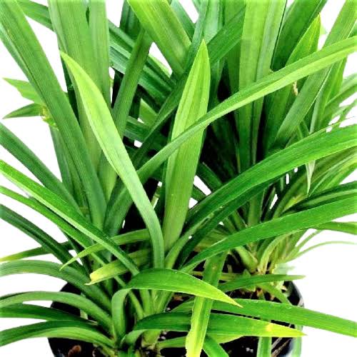 Ramba/ Biryani leaves/ Basmati leaves/Pandanus amaryllifolius (single plant)