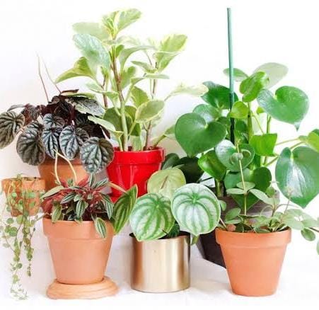 Peperomia combo (10 varieties)