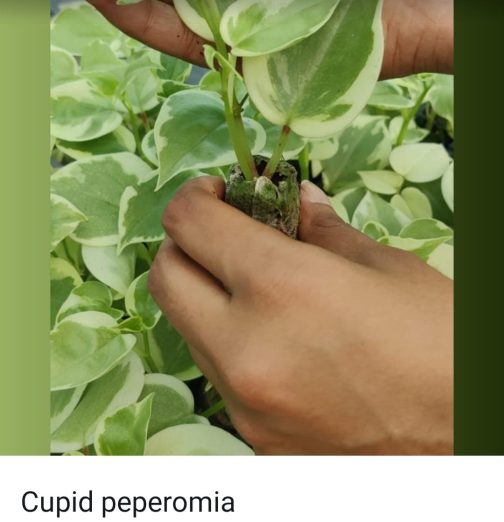 Peperomia combo (10 varieties)