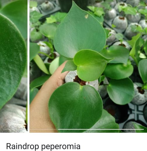 Peperomia combo (10 varieties)