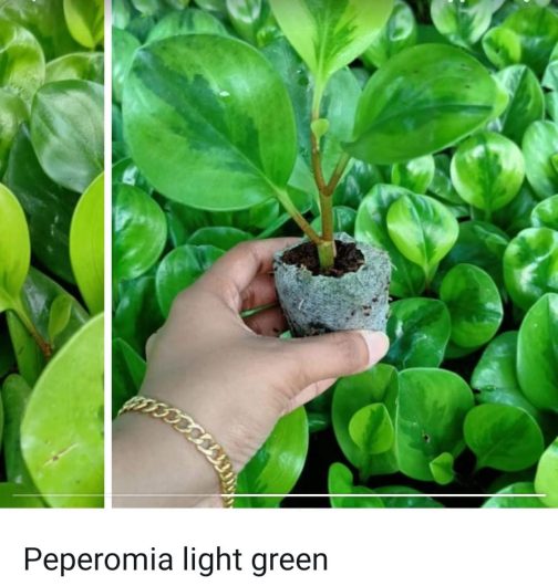 Peperomia combo (10 varieties)