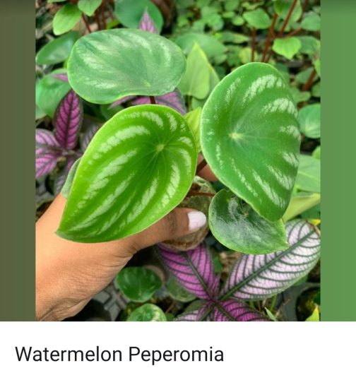 Peperomia combo (10 varieties)