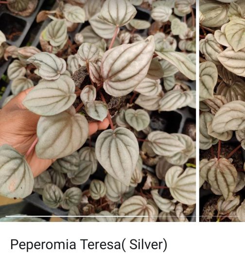 Peperomia combo (10 varieties)
