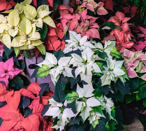 Poisettia ( 6 colour combo)