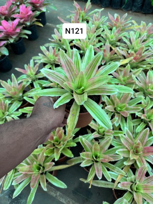 Bromeliads (customizable color selection)