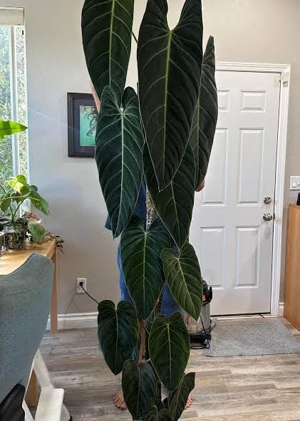 Philodendron melanocrysum