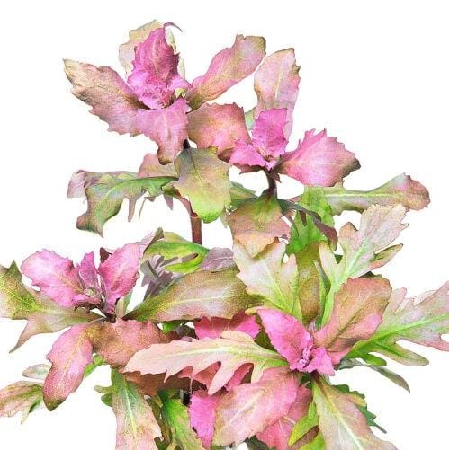 Hygrophila triflora- Chinese variant (3 stems)