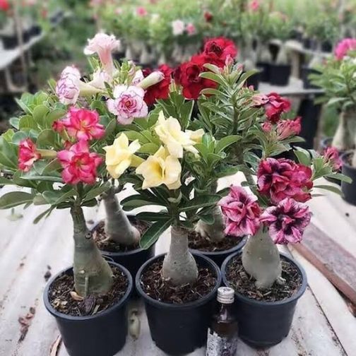 Adenium- unknown colour (small plant pot)