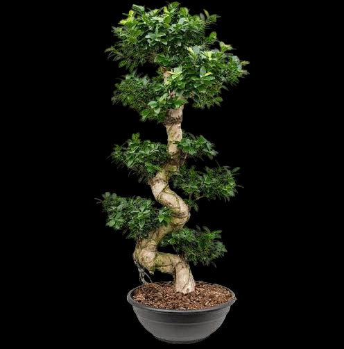 Ficus Microcarpa (small single plant)