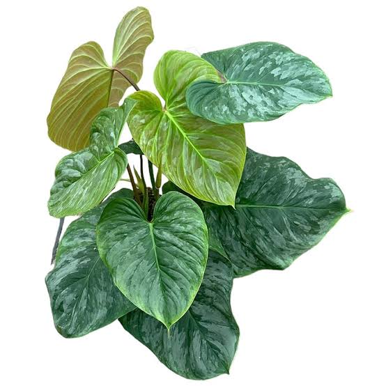 Philodendron majestic