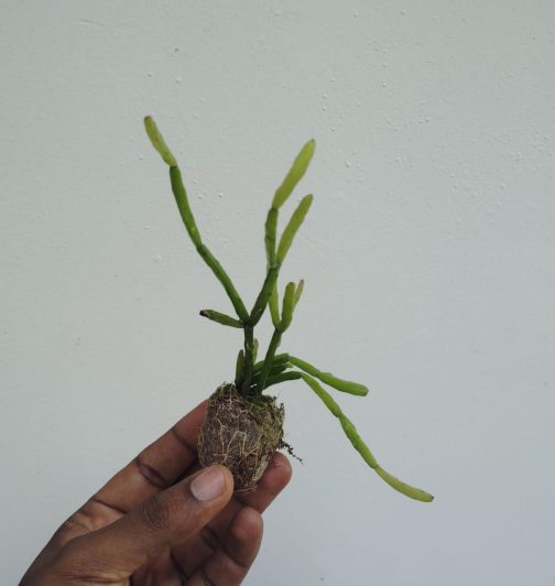 Giant pencil cactus (jiffy sized)