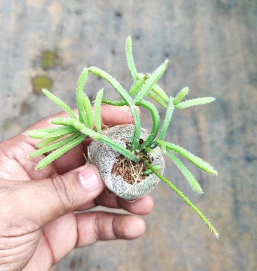 Giant pencil cactus (jiffy sized)
