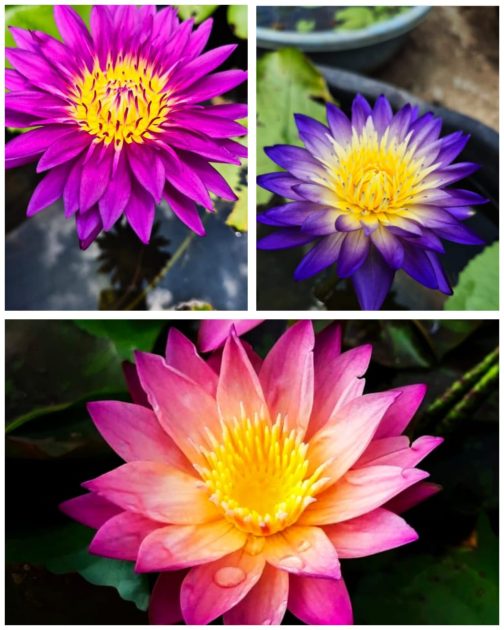 Bulls eye tropical sunset, purple diamond waterlily 365 days bloomer combo ( 3 flower plants)