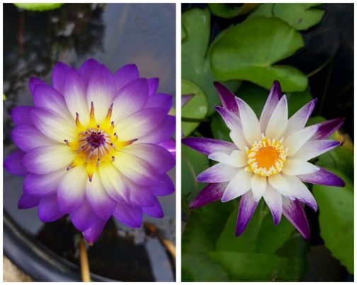 Ratsameechan, purple joy waterlily 365 days bloomer combo ( 2 flowering plants)