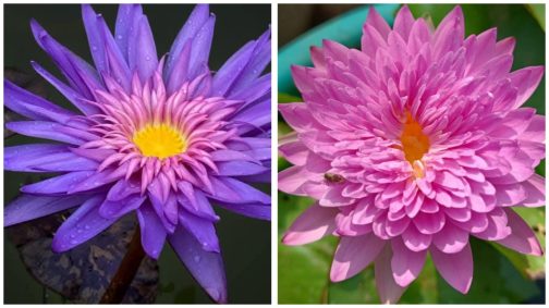 Tidaswan, chompu pattara waterlily 365 days bloomer combo ( 2 flowering plants)