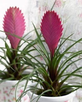 Tillandsia Pink Quill- air plant (single plant)