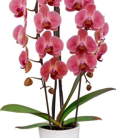 Phalaenopsis Love Day Orchid (single plant pot)