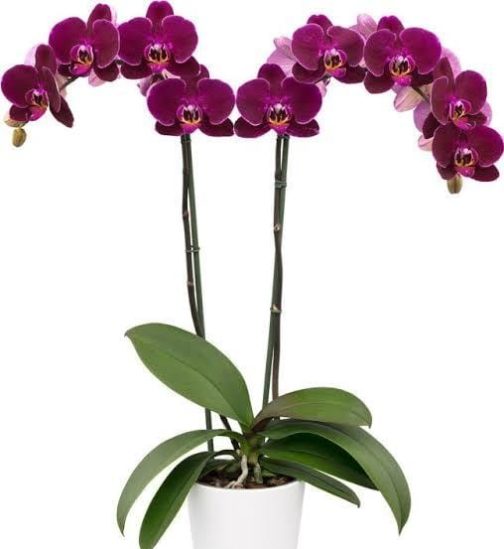 Phalaenopsis dragon dance orchids (single plant pot)