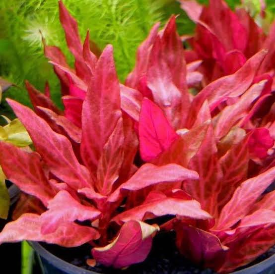 Jumbo sized TC cup- Alternanthera Reineckii Variegated (Tissue culture cup)