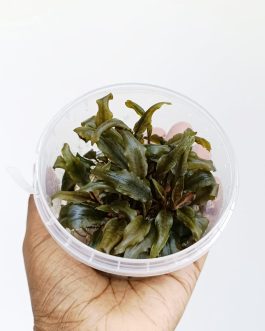 Jumbo sized TC cup- Cryptocoryne walkeri (Tissue Culture cup)