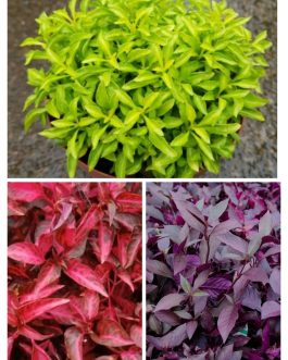 Alternanthera mixed stems combo ( grenadine, green, dentata ) total 10 stems
