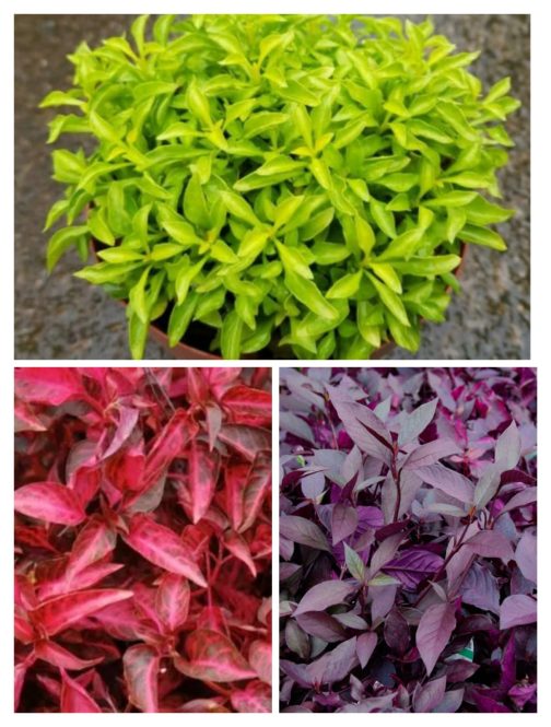 Alternanthera mixed stems combo ( grenadine, green, dentata ) total 10 stems
