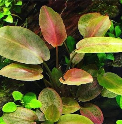 Jumbo sized TC cup- Lagenandra meeboldii Red (Tissue Culture cup)