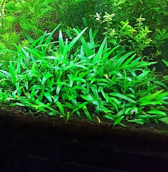 Jumbo sized TC cup- Cryptocoryne Lucens (Tissue Culture cup)