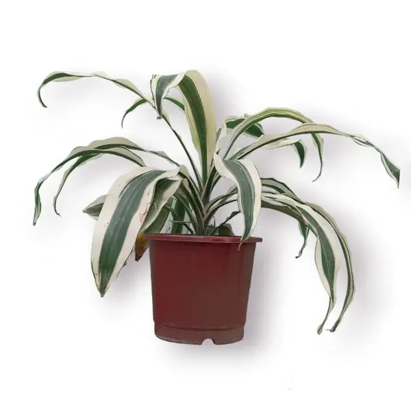 Dracaena Fragrans 'Victoria White'