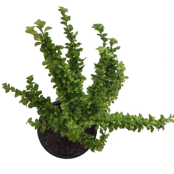 Sleeping Duranta | Krung plant - Rare