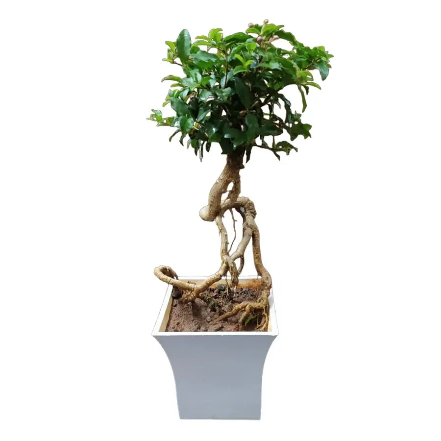 Barbadose Cherry Dwarf Bonsai - Rare