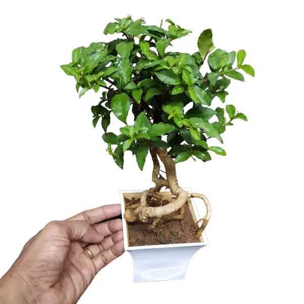 Barbadose Cherry Dwarf Bonsai - Rare