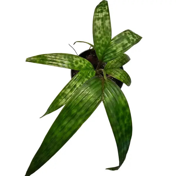 Pinanga Crassipes / Licuala Maculata