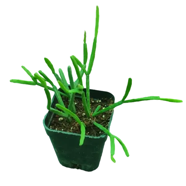 Rhipsalis baccifera 'Oasis'(Pencil cactus)