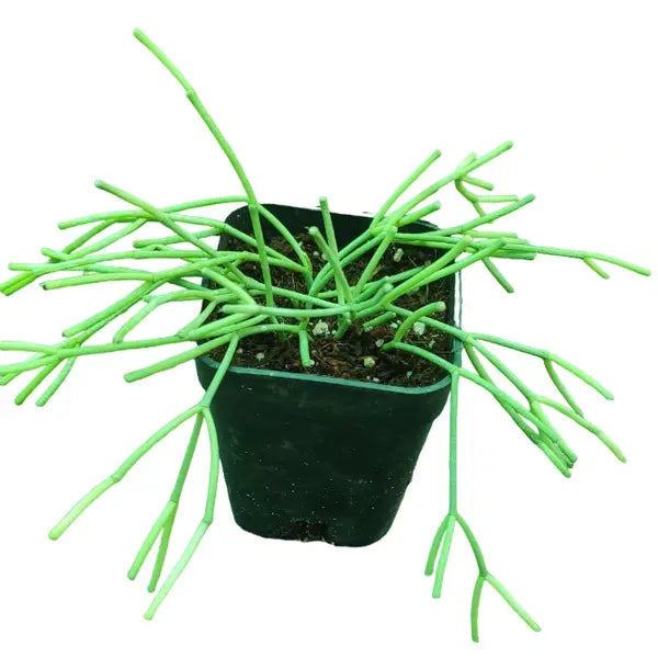 Mistletoe cactus (Pencil catcus miniature) 🌵