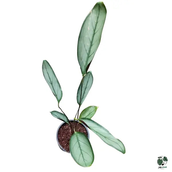 Ctenanthe ‘Silver Star’ Plant Setosa 'Grey Star'